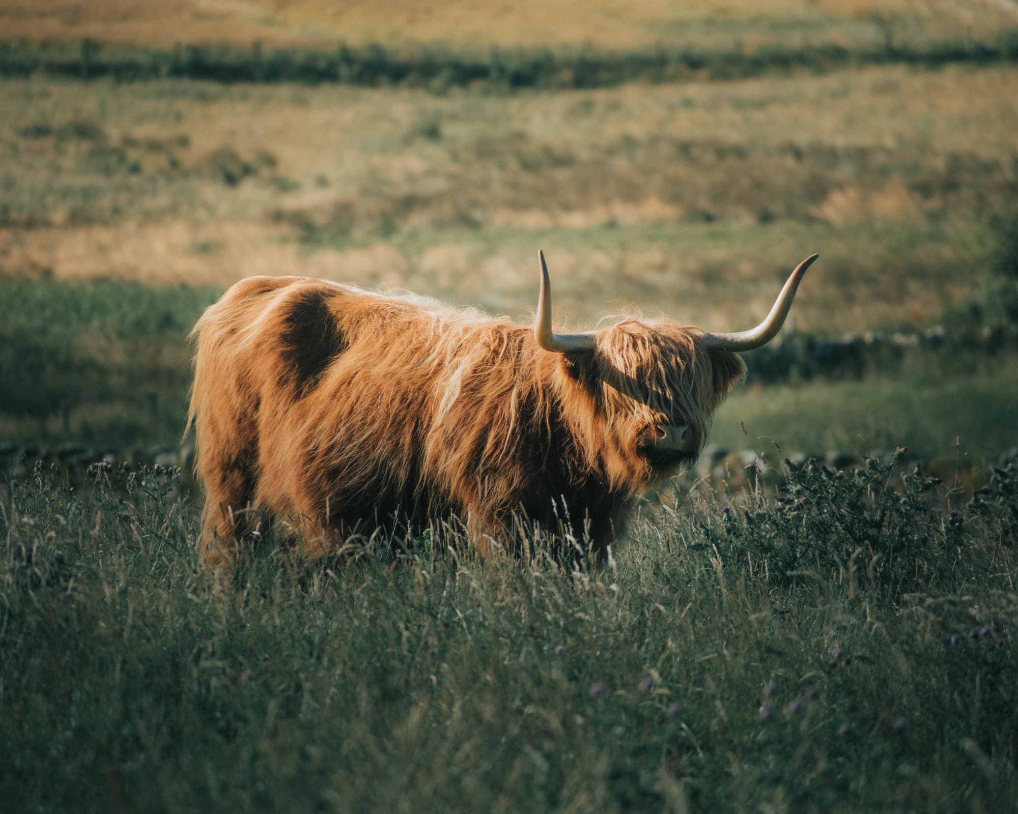 The Highlands, Scotland