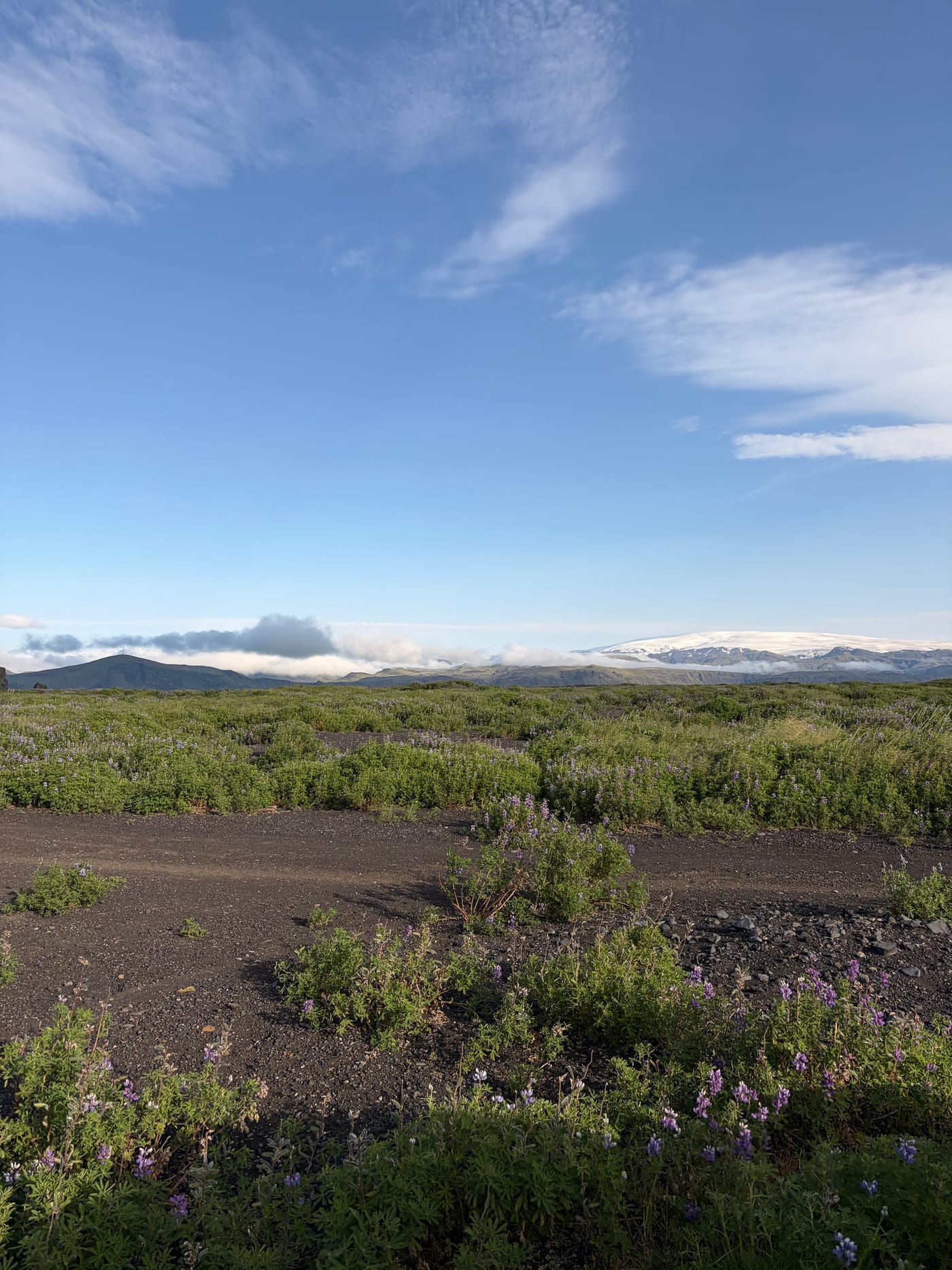Lavender field west of Vík