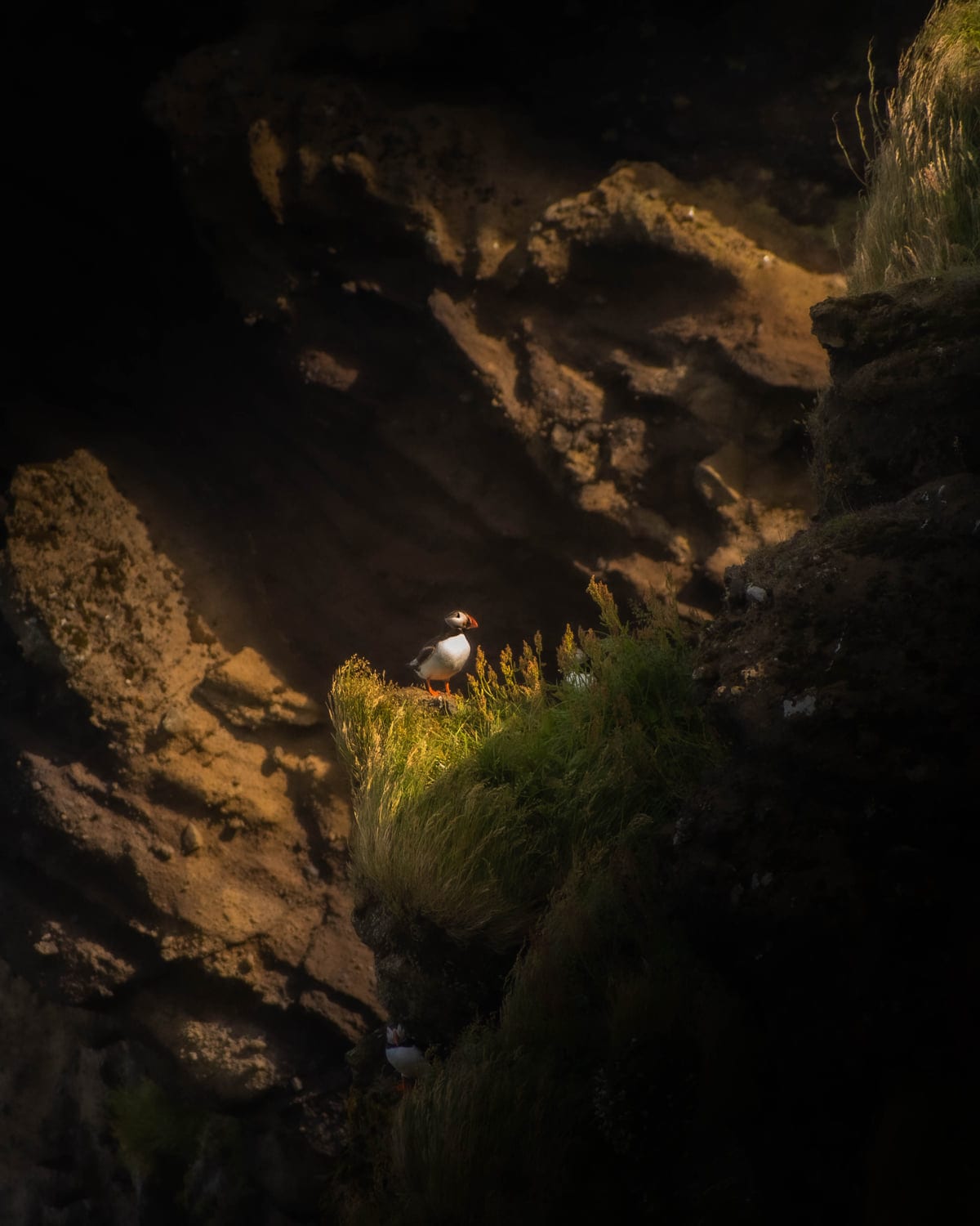 Puffin in a ray of sunshine